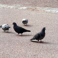 Lili et les pigeons