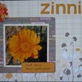 zinnia