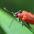 Le criocère, un coléoptère beau, mais redoutable !