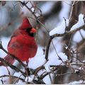 Cardinaux et mésange