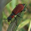  Anthocomus rufus (Malachiidae)