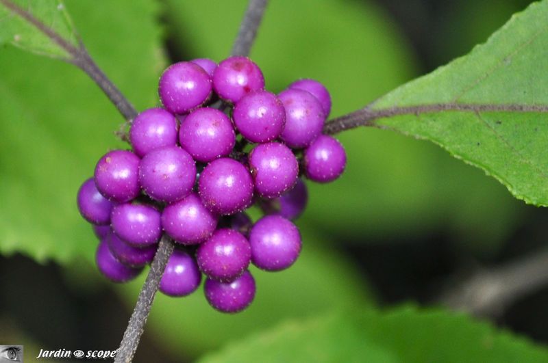 Callicarpa Bodinieri 'Profusion'