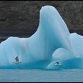 entre la glace et la faune ...