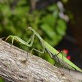 Mantis Religiosa  appelée aussi "tigre de l'herbe ou " cheval du diable "