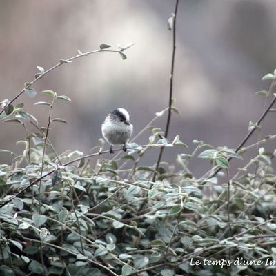 Mésange longue queue