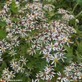 Un bel aster à réserver aux massifs mi-ombragés