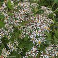 Un bel aster à réserver aux massifs mi-ombragés