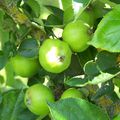 Fruits et légumes vendus en grande surface