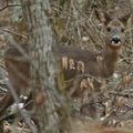 Un faon en sous-bois 