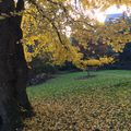 Les Ginkgos bilobas du Parc de la Mairie de Juvisy-sur-Orge (91)