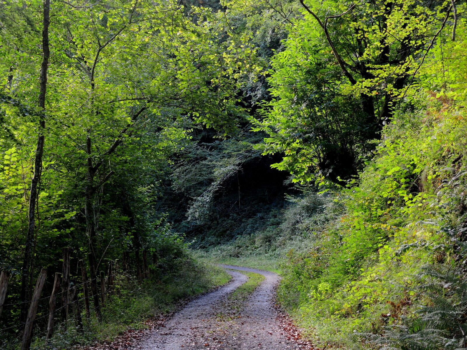 Sources de la Bidouzes, chemin, tunnel végétal. (64)