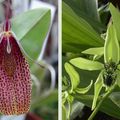 Orchidées : Restrepia et Coelogyne Burfordiense