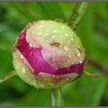 Un sourire de pivoine.....