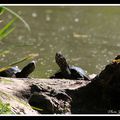 Tortue cistude - emys orbicularis