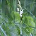 Orchidées 2019: Cephalanthera damsasonium 