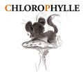 PROJET CHLOROPHYLLE