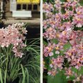 Orchidées: Cymbidium et Oncidium