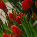 tulipes du jardin