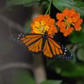 Papillons en Liberté, Jardin Botanique de Montréal