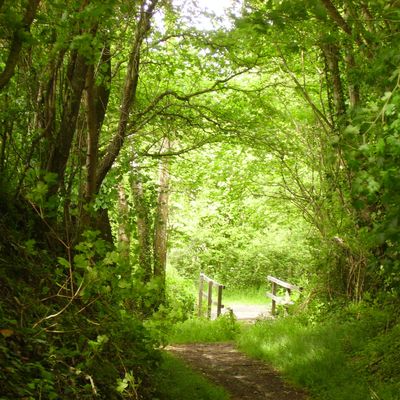 Les grenouilles de la jungle