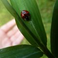 Une coccinelle