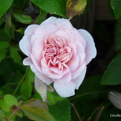 Quelques roses de Mai