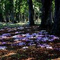 Cyclamen