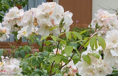 Entretien en fin de printemps et en été des rosiers