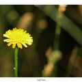 D'or, comme le soleil en Brocéliande