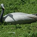 Zoo de Beauval - Catégorie Oiseaux 