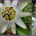 Le bouquet du week-end