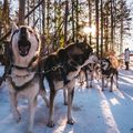 Chiens: jusqu'à l'épuisement