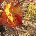 Dernières vendanges