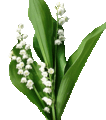 Vente de muguet