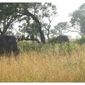 Parc Kruger, éléphants