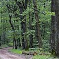 Ballade en forêt