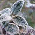 ♥ Premières gelées au jardin ♥