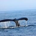 Baleines, Baie de Fundy