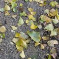 Un automne jonché de taches de rousseur