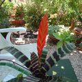 SCENES DE JARDIN