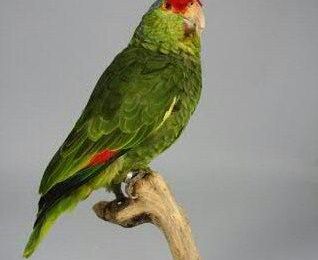 Collection d'ara, éclectus, cacatoes, amazones, perruches, loris, perroquets, loriquet, et conure 