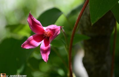 Une clématite aux jolies fleurs en forme de tulipe...