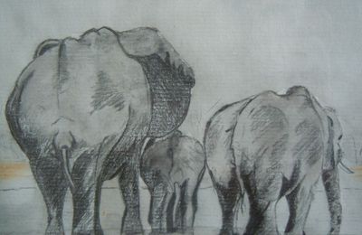 Eléphants d'Afrique...