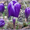 Crocus