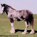 Clydesdale