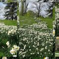 Narcisses au parc floral de Vincennes