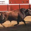 Corrida : une dernière pelletée de terre et …Hop ! On en parlera plus