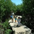 Visite de la mangrove