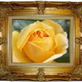 UNE ROSE JAUNE