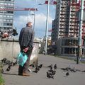 l'homme aux pigeons